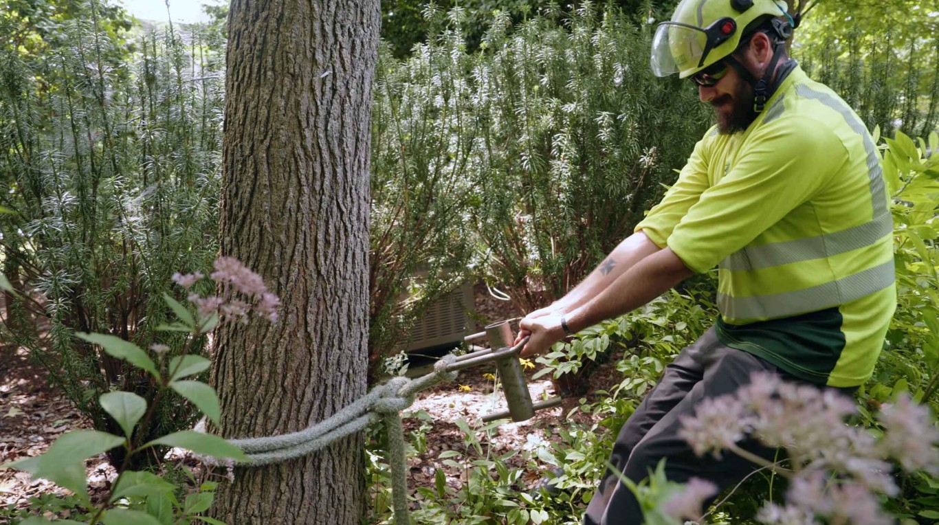 Tree Health & Maintenance